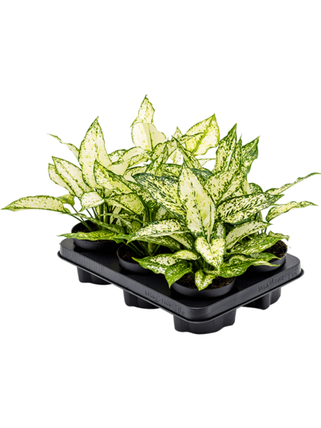Aglaonema 'Kiwi' 6 / bandeja