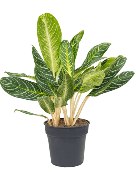 Aglaonema 'Key Lime'