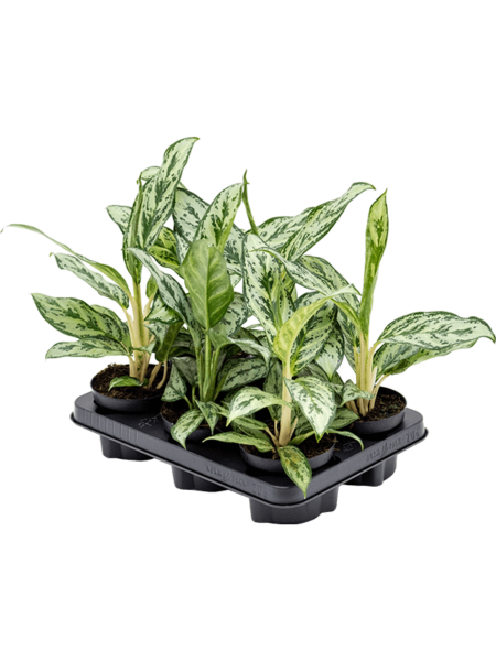 Aglaonema 'Laurel Green' 6 / Bandeja