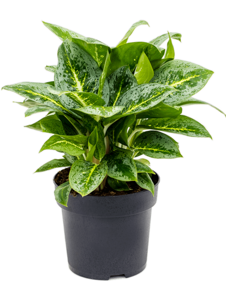 Aglaonema 'Lemon Mint'