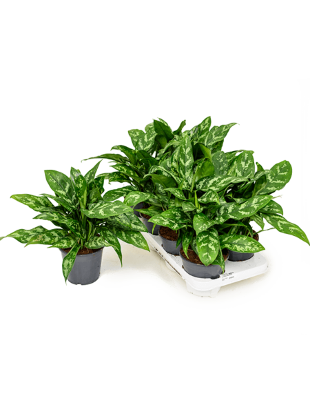 Aglaonema 'Maria' 8 / Bandeja