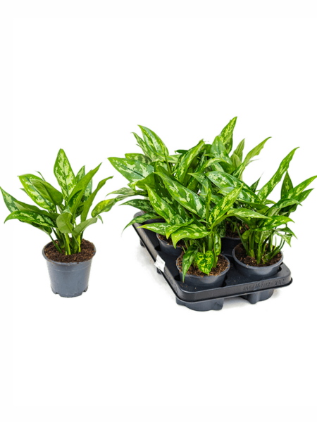 Aglaonema 'Maria' 6 / Bandeja