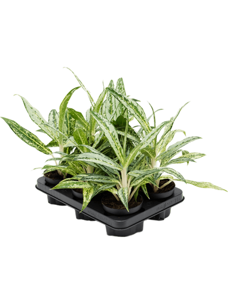 Aglaonema 'Matcha Lemon' 6 / Bandeja