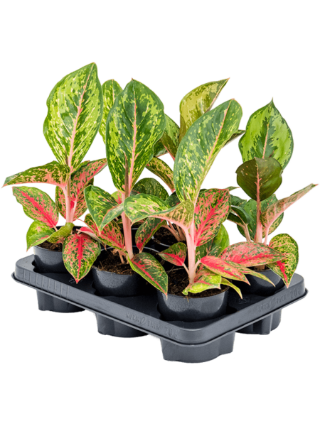 Aglaonema 'Paradise Red' 6 / Bandeja