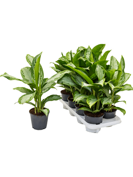 Aglaonema 'Silver Bay' 8 / Bandeja