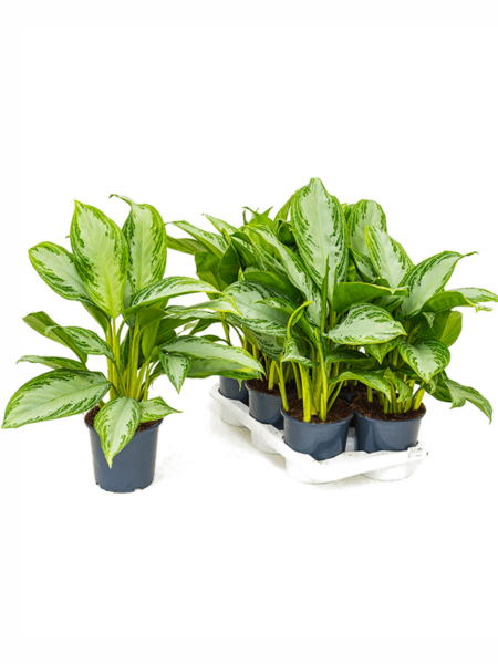 Aglaonema 'Silver Bay' 6 / Bandeja