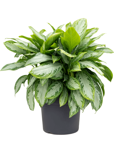Aglaonema 'Silver Bay'