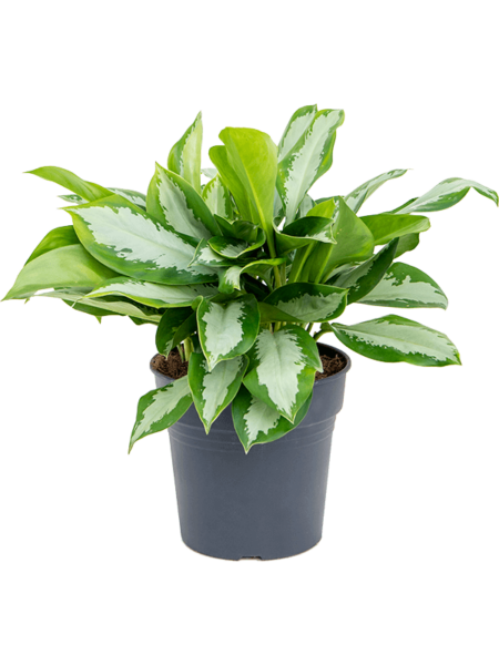 Aglaonema 'Silver Moon'