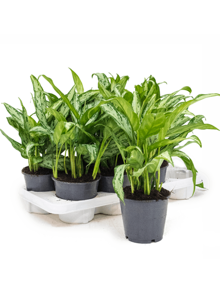 Aglaonema 'Silver Queen Compact' 8 / Bandeja