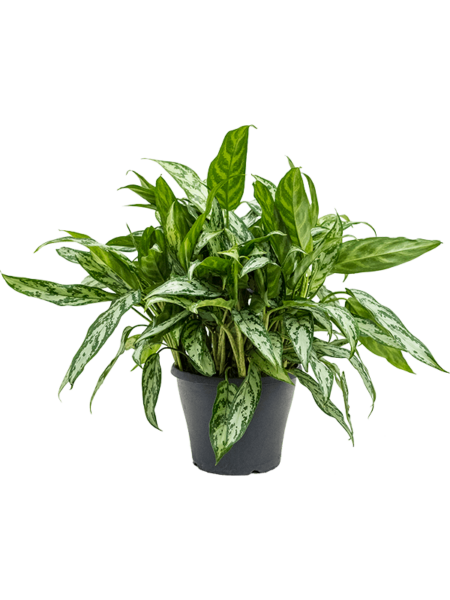 Aglaonema 'Silver Queen Compact'