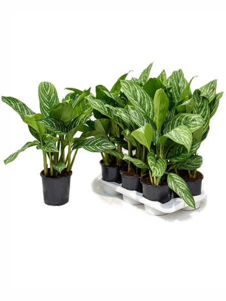 Aglaonema 'Stripes' 6 / Bandeja