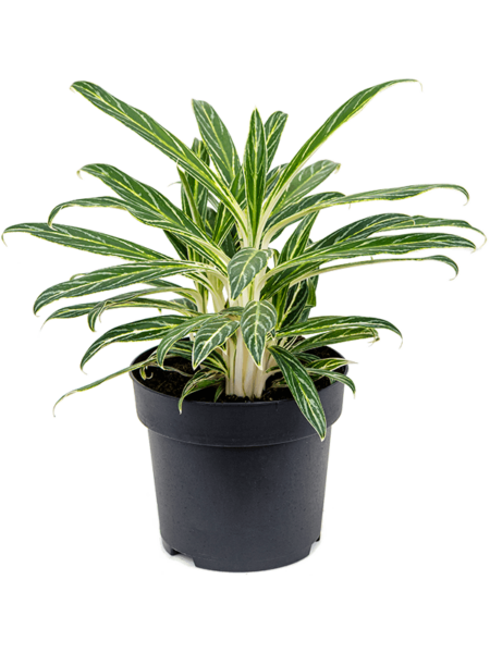 Aglaonema 'Zebra Plums'