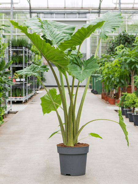 Alocasia 'PORTODO'