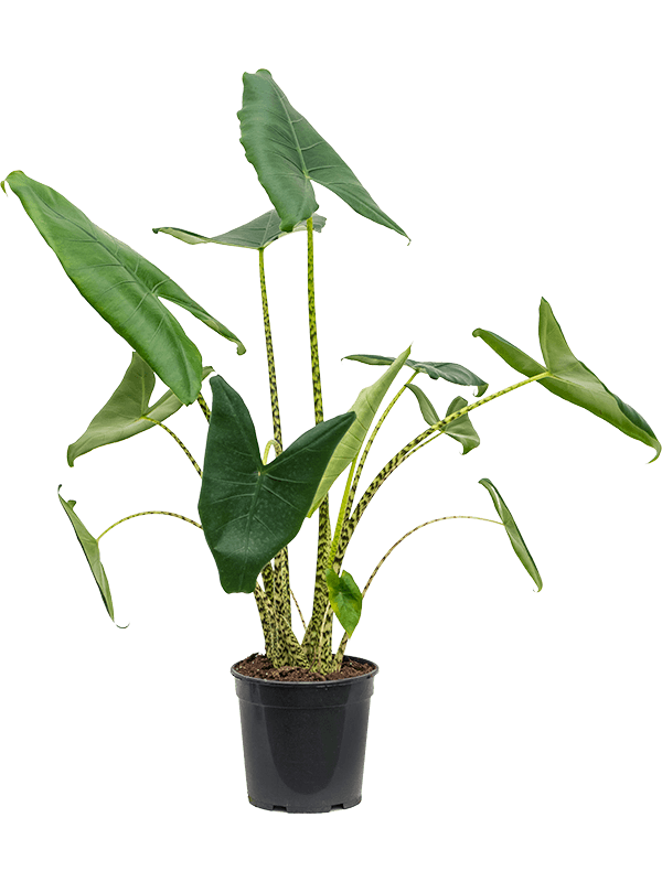 Alocasia 'Zebrina'