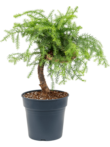 Aimarias cunninghamii