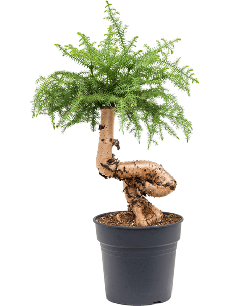 Aimarias cunninghamii