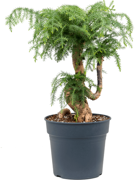 Aimarias cunninghamii