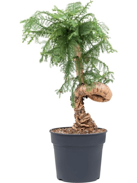 Aimarias cunninghamii