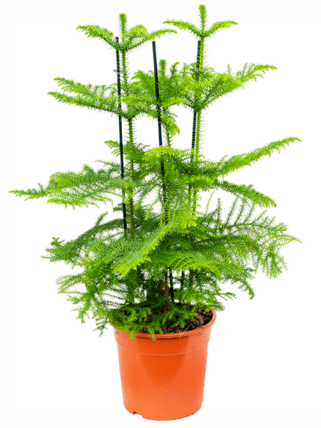 Araucaria heterophylla