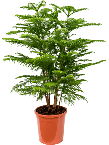 Araucaria heterophylla