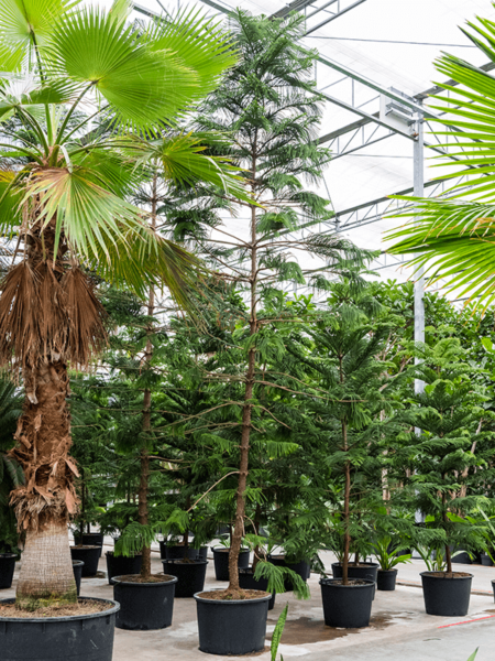 Araucaria heterophylla