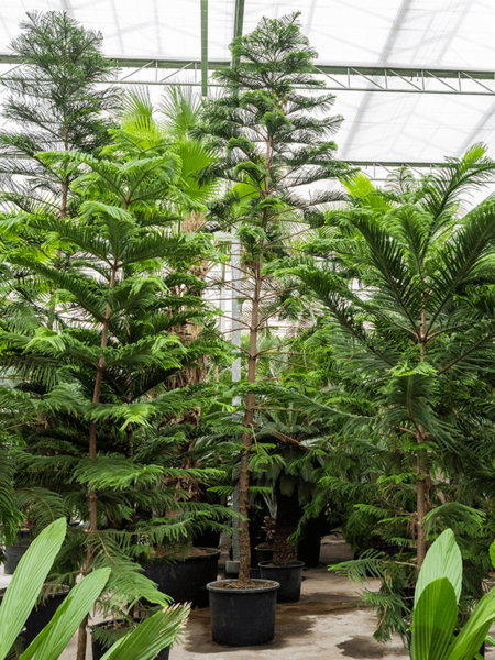 Araucaria heterophylla