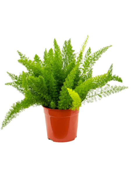Espárragos Densiflorus 'Meyers'