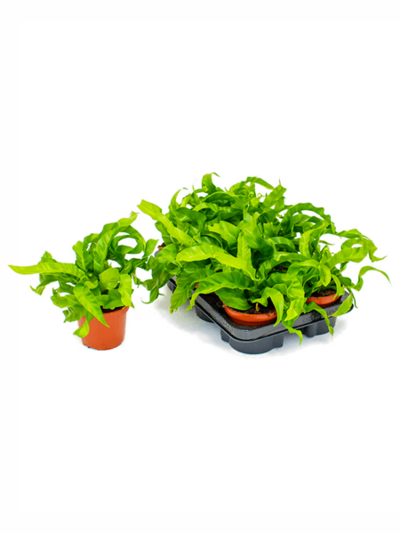 Begonia antigua 'huracán' 6 / bandeja