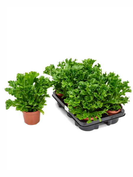 Begonia Old Leslie 6 / Bandeja