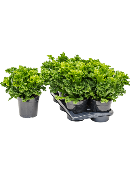 Begonia Old Leslie 6 / Bandeja