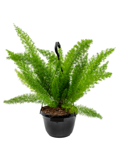 Espárragos Densiflorus 'Meyers'