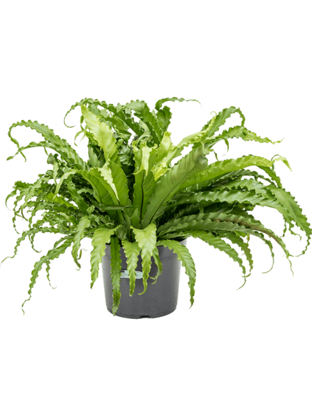 Begonia vieja 'Osaka'