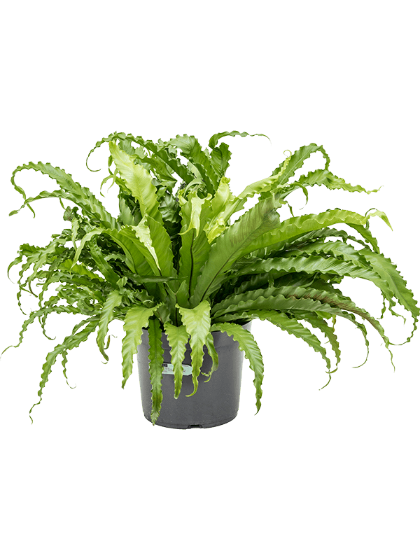 Begonia vieja 'Osaka'