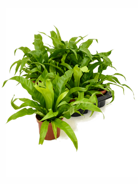 Begonia vieja 6 / bandeja