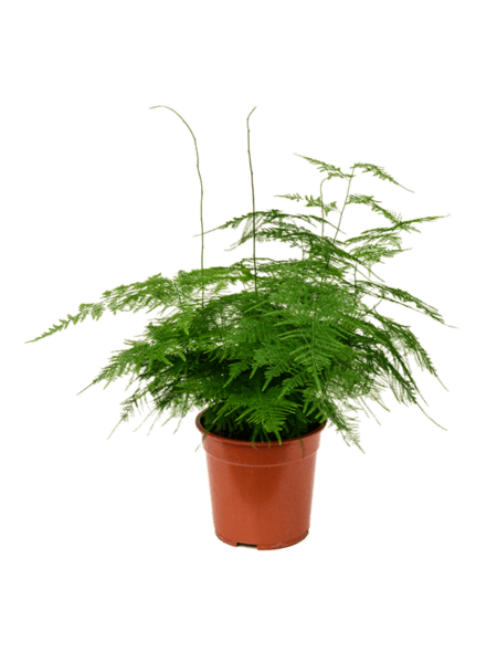 Espárrago plumoso