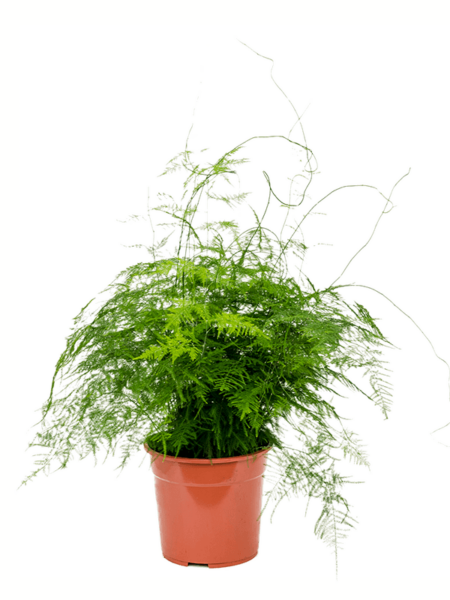 Espárrago plumoso