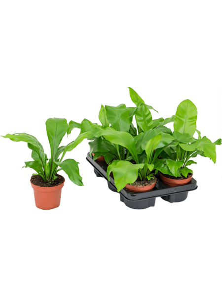 Kalkaster 6 / Bandeja