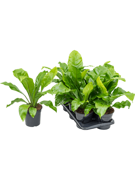 Kalkaster 6 / Bandeja