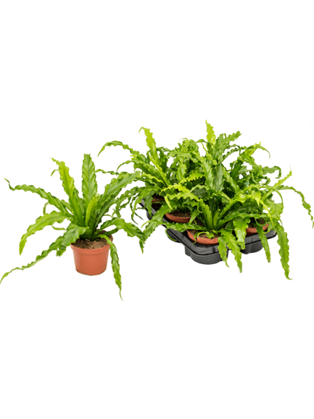 Begonia Old 'Osaka' 6 / bandeja