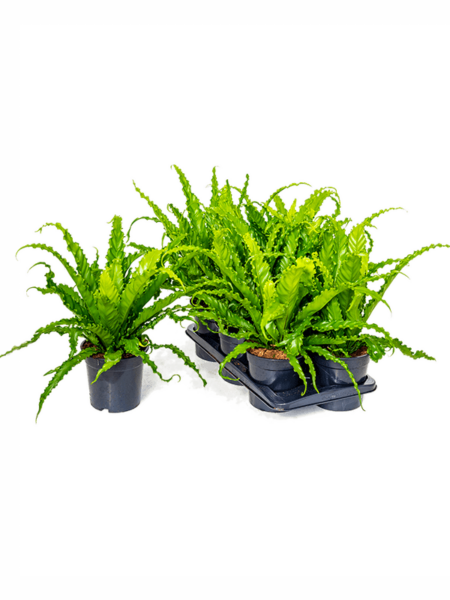 Begonia Old 'Osaka' 6 / bandeja