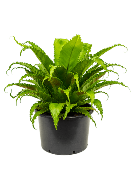 Begonia vieja 'Osaka'