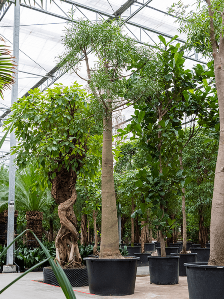 Braquychiton acerifolius