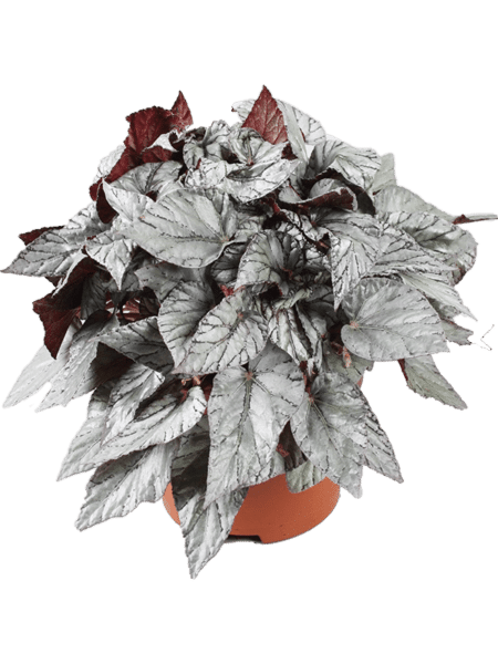 Begonia 'Arctic Breeze' 4 / Bandeja