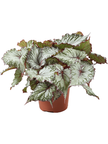 Begonia 'asiantundra' 4 / bandeja
