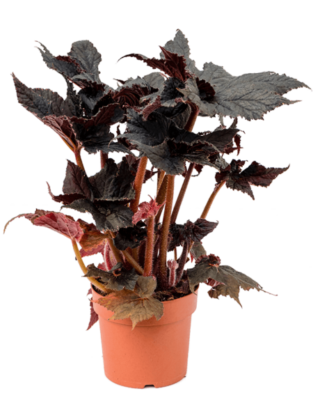 Begonia 'Tafetán negro'