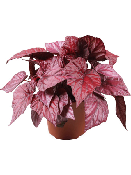 Begonia 'Inca Flame' 4 / Bandeja