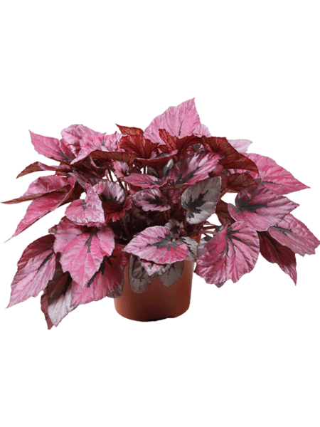 Begonia 'Indian Summer' 4 / Bandeja