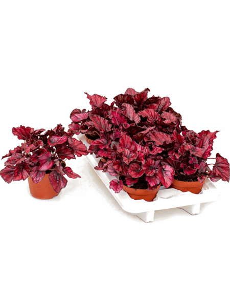 Begonia 'redbull' 6 / bandeja