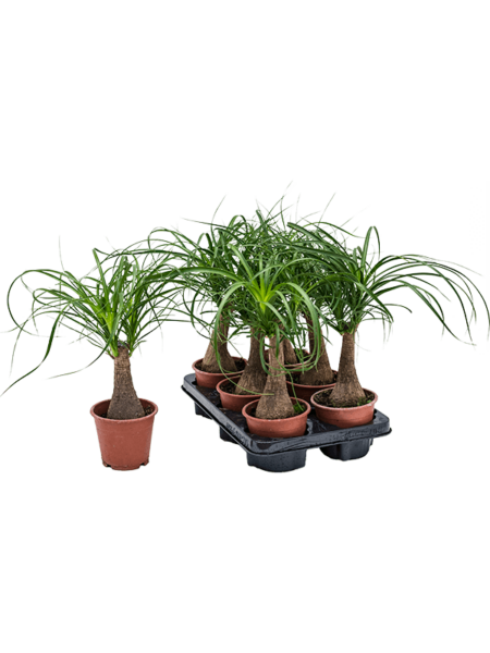 Beaucanea Recurvata 6 / Bandeja