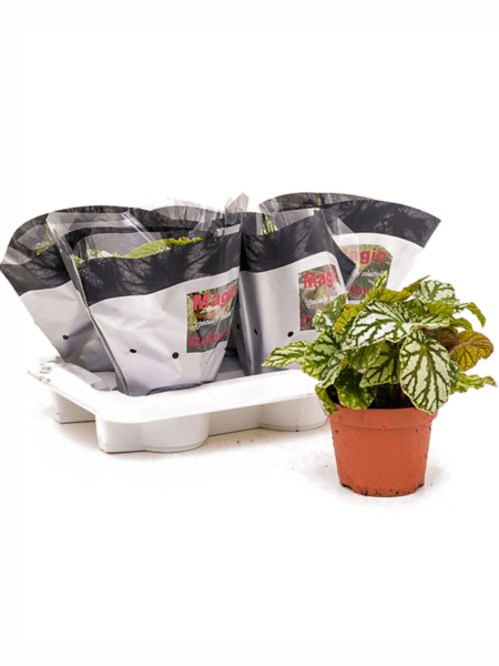 Begonia 'Tap Dance' 6 / Bandeja